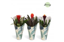 Guzmania mix Jungle krafthoes - Rockyflower mix