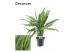Aglaonema cutlass Decorum 