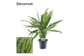 Aglaonema cutlass Decorum
