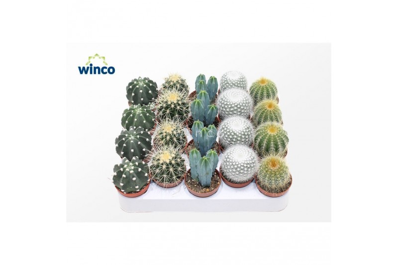 Cactus mix 5 soorten 