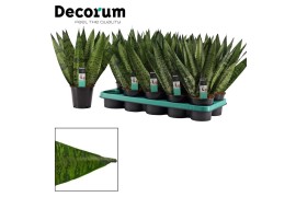 Sansevieria zeylanica fan decorum