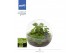 Arrangementen orchidee Jewel Orchid - KARMA Emerald | Macodes Petola | 