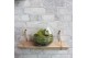 Arrangementen orchidee Jewel Orchid - KARMA Emerald | Macodes Petola | 