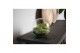 Arrangementen orchidee Jewel Orchid - KARMA Emerald | Macodes Petola | 
