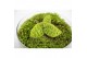 Arrangementen orchidee Jewel Orchid - KARMA Emerald | Macodes Petola | 