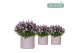 Campanula port. ambella pink addenda in pastel pink 