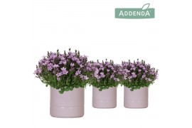 Campanula port. ambella pink addenda in pastel pink