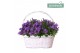 Campanula port. ambella intens purple addenda in duomand twins 