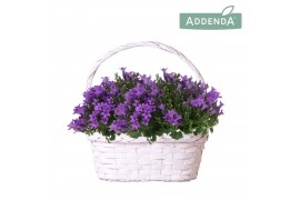 Campanula port. ambella intens purple addenda in duomand twins