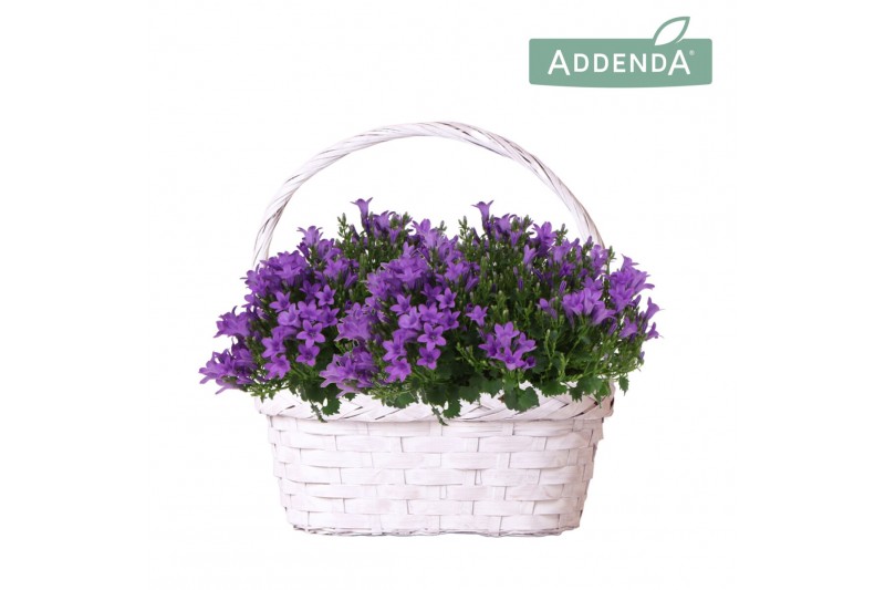 Campanula port. ambella intens purple addenda in duomand twins Campanula port. ambella intens purple addenda in duomand twins
