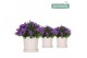 Campanula port. ambella intens purple addenda in flowerpot sand 