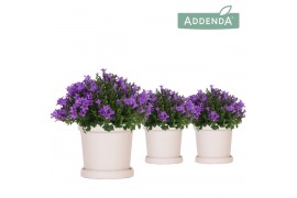 Campanula port. ambella intens purple addenda in flowerpot sand
