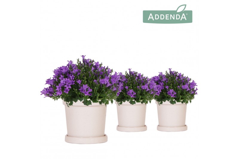Campanula port. ambella intens purple addenda in flowerpot sand Campanula port. ambella intens purple addenda in flowerpot sand