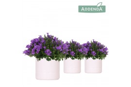 Campanula port. ambella intens purple addenda in pastel white