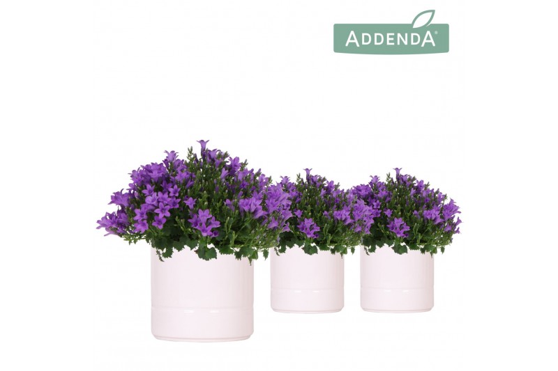 Campanula port. ambella intens purple addenda in pastel white Campanula port. ambella intens purple addenda in pastel white