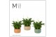 Spathiphyllum chopin 10+ bloem - Liam keramiek, Craft world 
