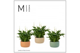Spathiphyllum chopin 10+ bloem - Liam keramiek, Craft world