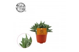 Crassula tenelli kraaienpootje