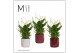 Spathiphyllum chopin 8+ bloem - Liam keramiek, Rich Love - Essential 