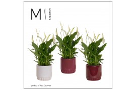 Spathiphyllum chopin 8+ bloem - Liam keramiek, Rich Love - Essential