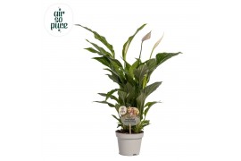 Spathiphyllum strauss 3+ bloem - AirSoPure + WOW etiket