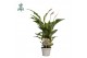 Spathiphyllum strauss 3+ bloem - AirSoPure + WOW etiket 