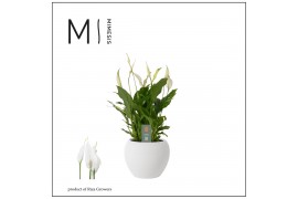 Spathiphyllum bellini 8+ bloem - Bolpot keramiek Wit, Decorum