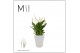 Spathiphyllum bellini 8+ bloem - Wave keramiek, Basic - Ultimo 