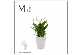 Spathiphyllum bellini 8+ bloem - Wave keramiek, Basic - Ultimo