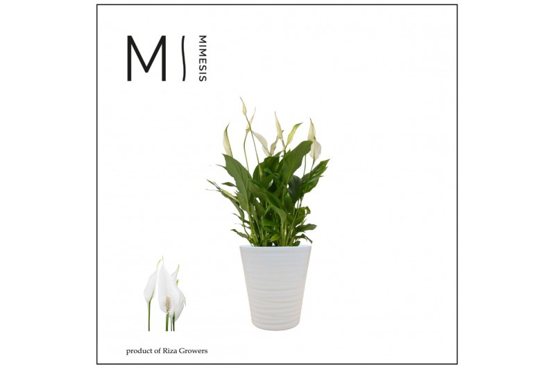 Spathiphyllum bellini 8+ bloem - Wave keramiek, Basic - Ultimo Spathiphyllum bellini 8+ bloem - Wave keramiek, Basic - Ultimo
