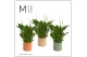 Spathiphyllum bellini 8+ bloem - Liam keramiek, Craft world - Essentia 