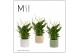 Spathiphyllum chopin 8+ bloem - Lou keramiek, Nature world 