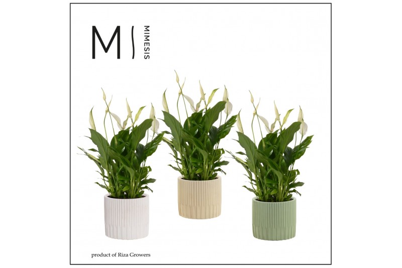 Spathiphyllum chopin 8+ bloem - Lou keramiek, Nature world Spathiphyllum chopin 8+ bloem - Lou keramiek, Nature world