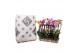 Phalaenopsis mix 3 tak - 22+ bloemen pulptray 