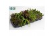 Rhipsalis mix 
