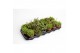 Rhipsalis mix 