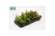 Rhipsalis mix 