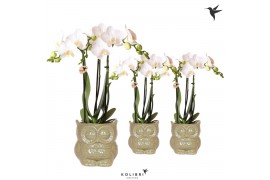 Phalaenopsis multiflora wit 3 tak in owl pot green kolibri orchids