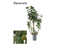 Polyscias fabian vertakt decorum