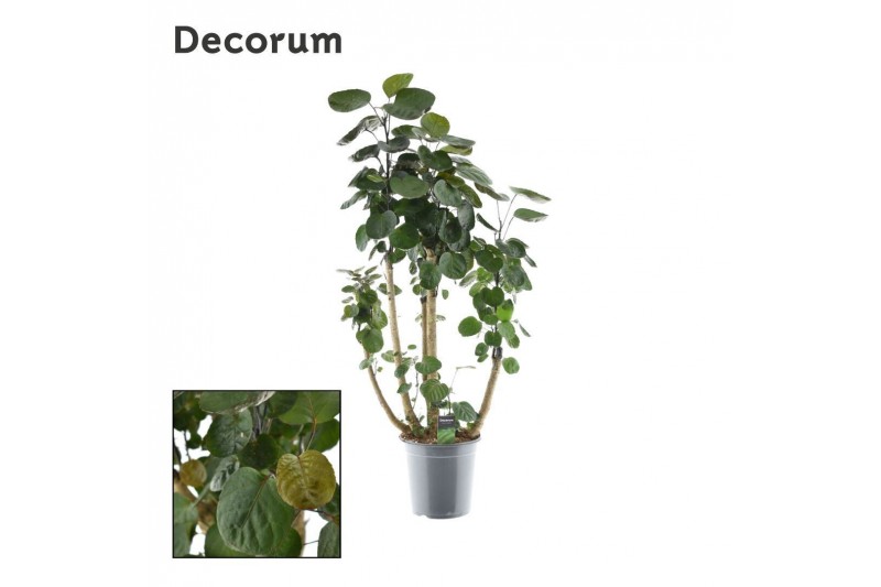 Polyscias fabian vertakt decorum 