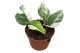 Epipremnum Pinnatum Marble Variegata 