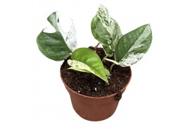 Epipremnum Pinnatum Marble Variegata