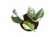 Epipremnum Pinnatum Marble Variegata 