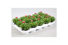 Bellis speed star roze