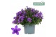 Campanula port. ambella intens purple Campanula Addenda Ambella Intens 