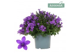 Campanula port. ambella intens purple Campanula Addenda Ambella Intens