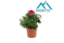 Ranunculus sprinkles pink Ranunculus Sprinkles Pink Bicolor 12 cm 1 pp