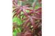 Acer palmatum starfish 