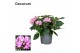 Pentas starcluster rose Decorum 