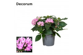Pentas starcluster rose Decorum